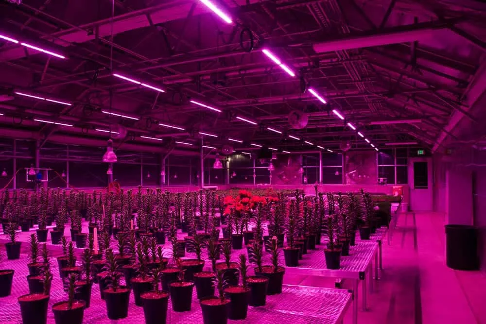 Quantum Board LED Grow Lights detail