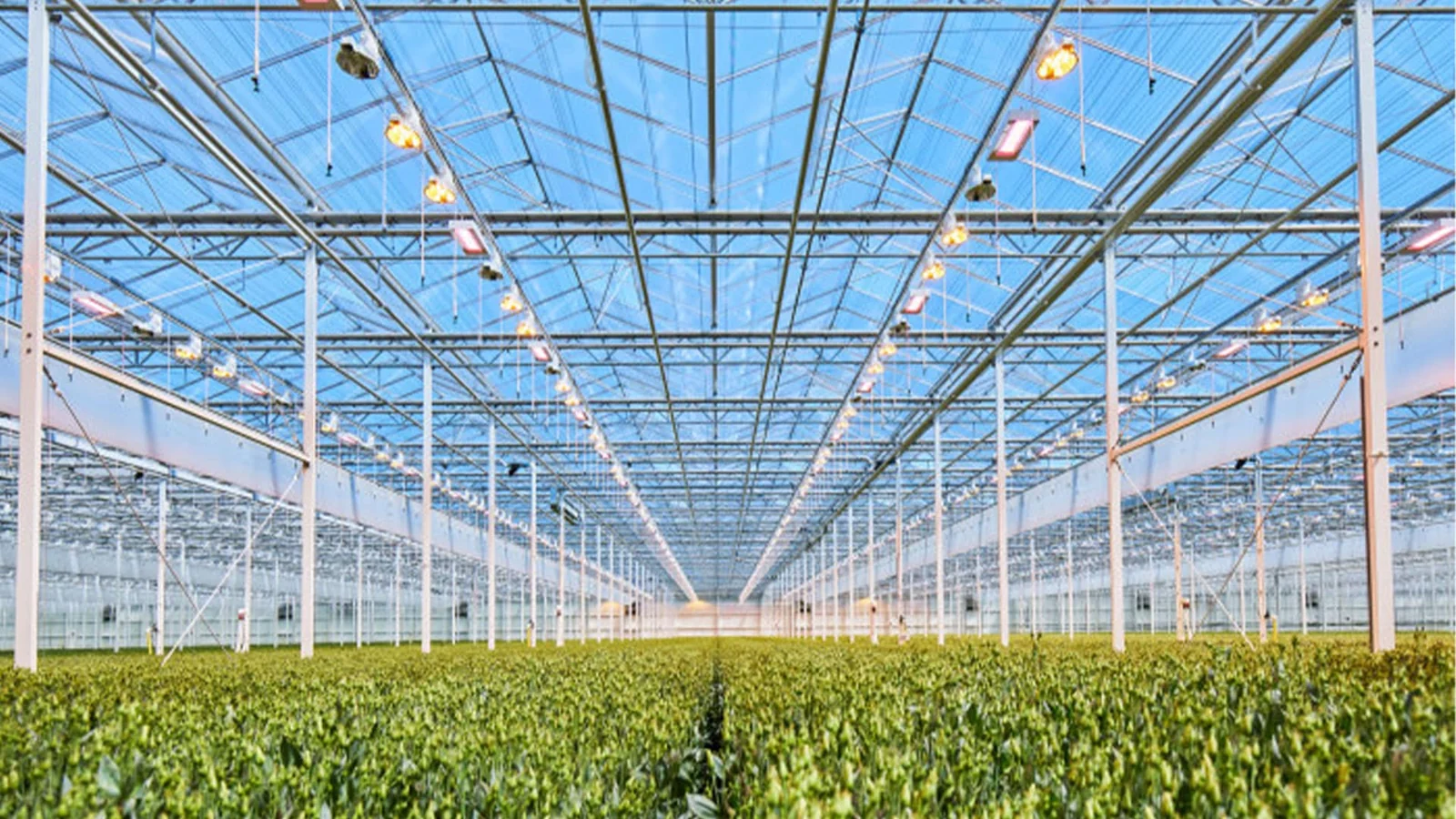 Commercial Grow Room Lighting Layout