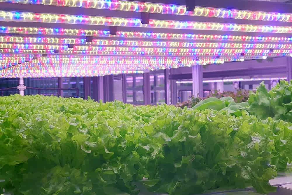 LED Grow Light Maintenance Guide